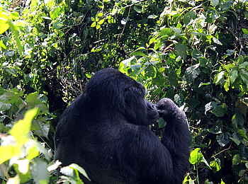 Buhoma Lodge: Silberrücken im Sonnenschein