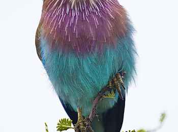 Etosha: Farbenreiches Federkleid