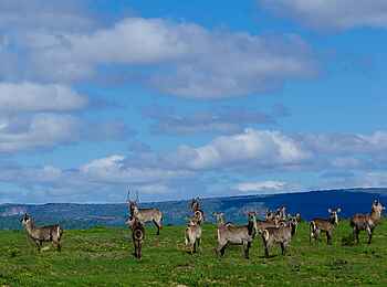 Great Fish River Lodge: Antilopen