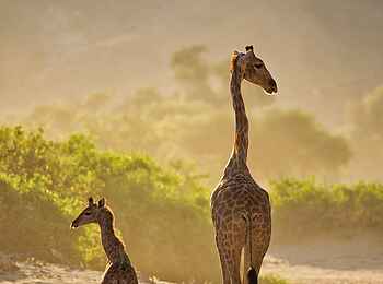 Hoanib Valley Camp: Giraffe mit Kalb