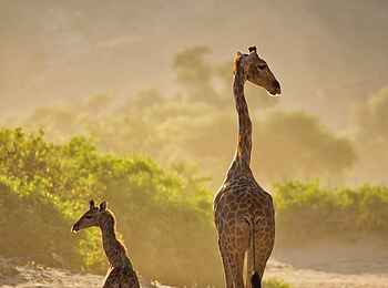 Hoanib Valley Camp: Giraffe mit Kalb Hoanib Valley Camp: Giraffe mit Kalb