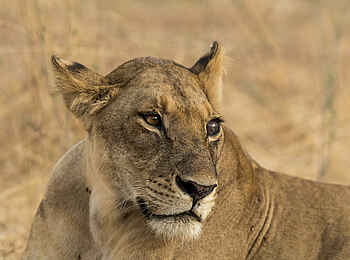 Jabali Private House: Löwin