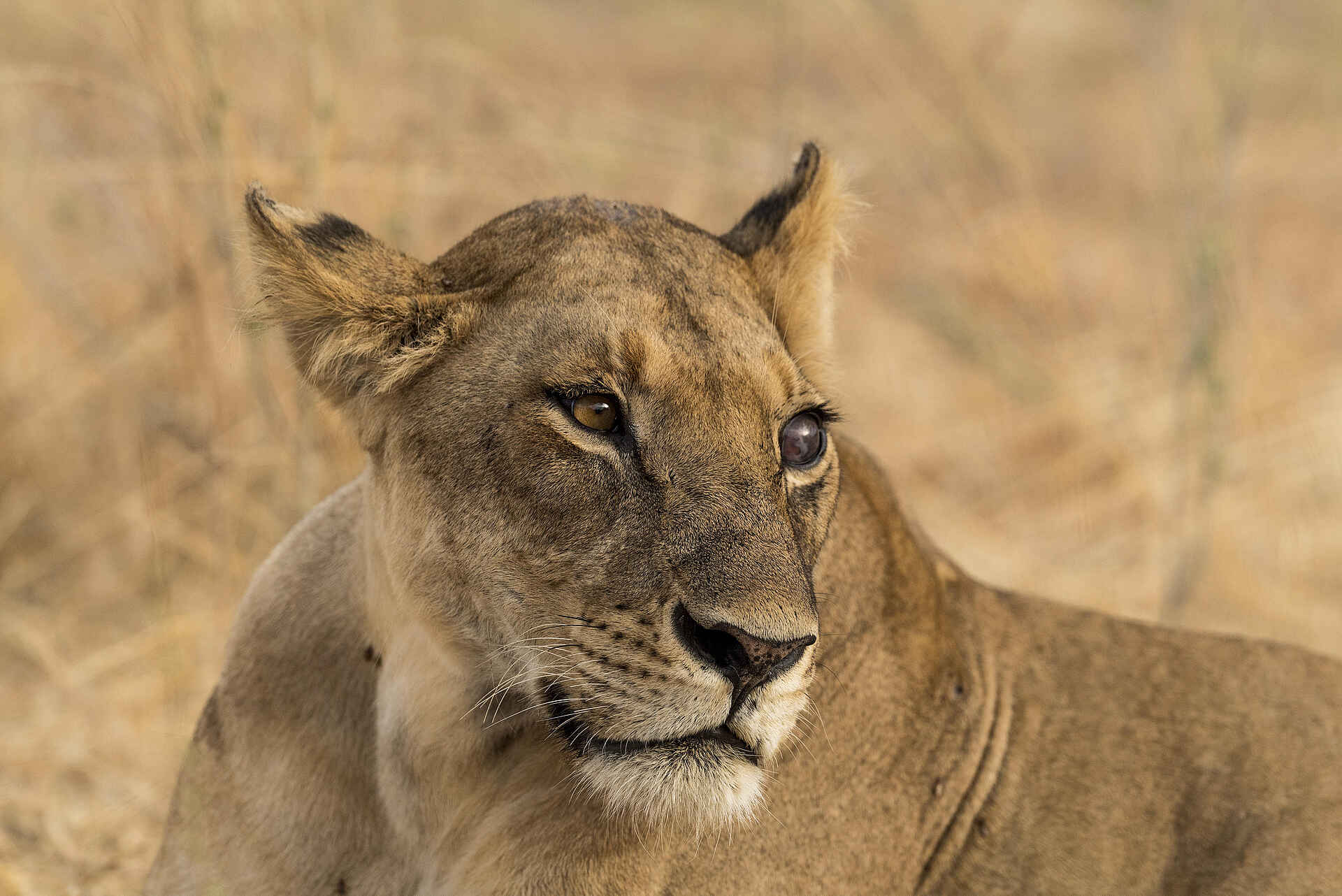 Jabali Private House: Löwin