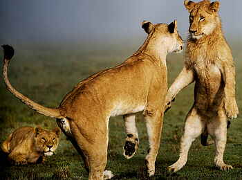 Karen Blixen Camp: Spielerischer Kampf Karen Blixen Camp: Spielerischer Kampf