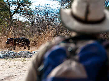 Kichaka Expeditions: Flusspferd