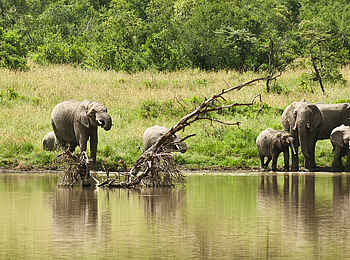 Kicheche Laikipia Camp: Elefantenherde
