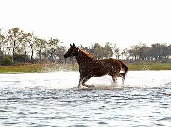 Kujwana Camp: Herrenloses Pferd