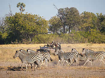 Kwetsani Camp: Pirschfahrt mit Zebras