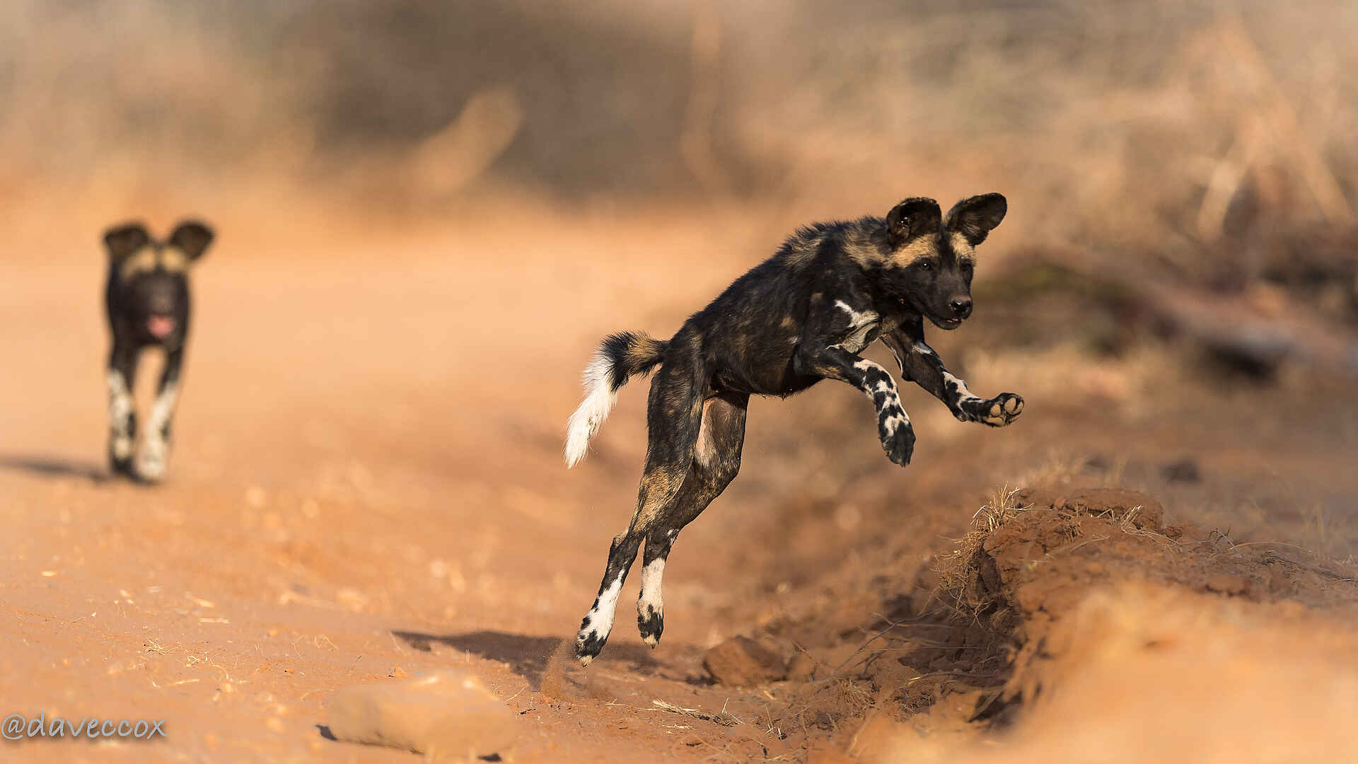 Laikipia Wilderness River Camp: Wildhunde