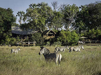 Little Tubu: Zebras vor dem Camp Little Tubu: Zebras vor dem Camp