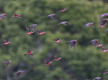 Loango Savannah Camp: Birding