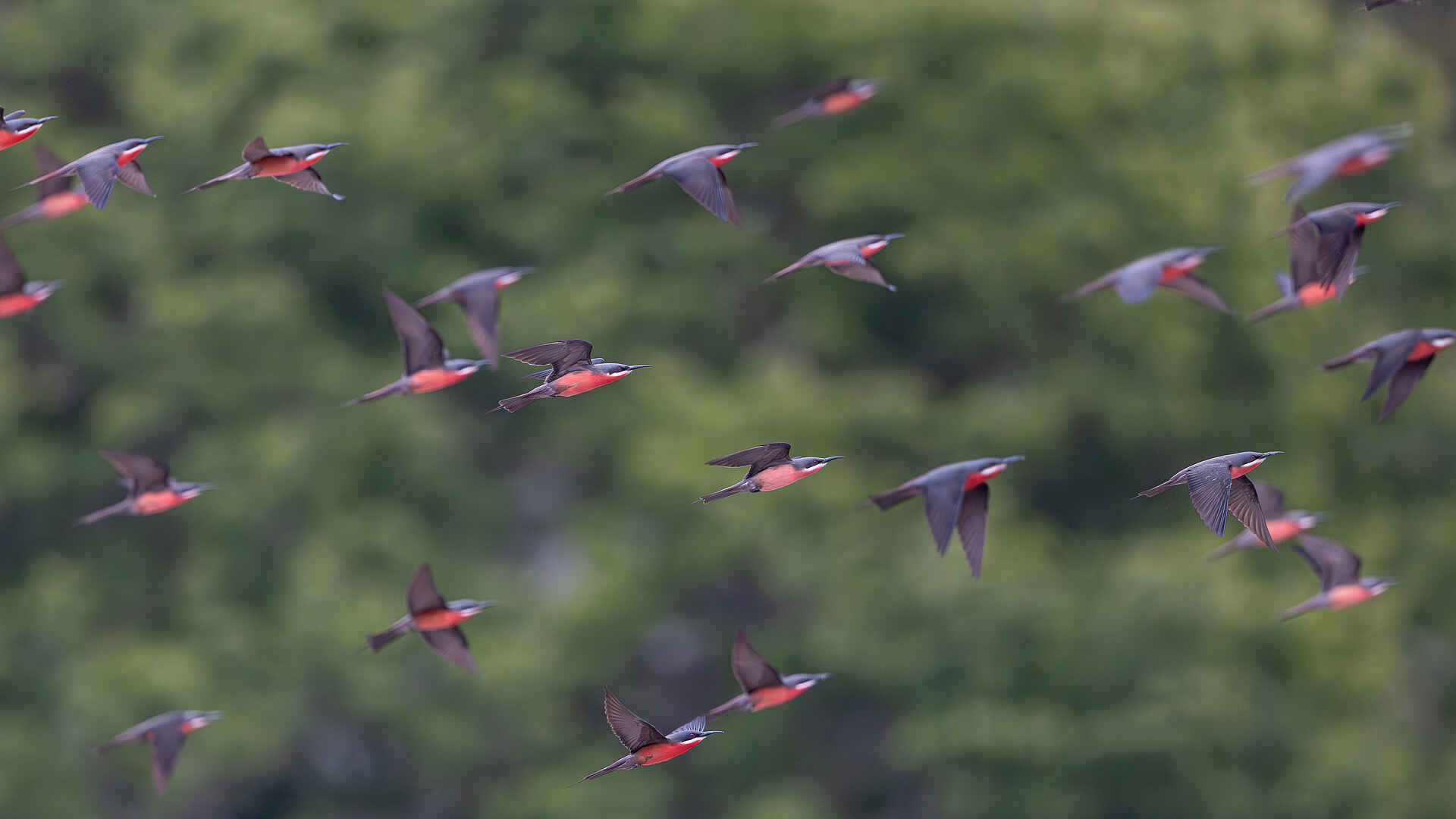 Loango Savannah Camp: Birding Loango Savannah Camp: Birding