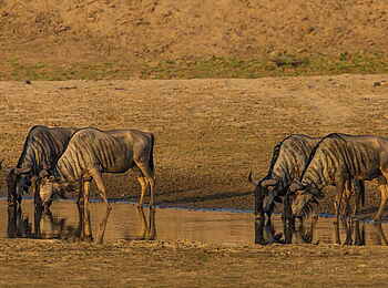 Luambe Camp: Gnus können hervorragend Wasser wittern Luambe Camp: Gnus können hervorragend Wasser wittern