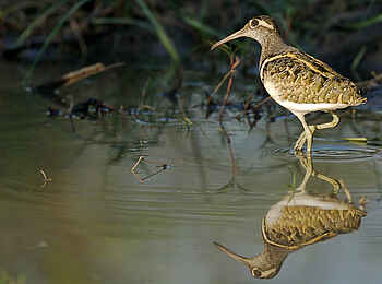 Mapula Lodge: Was für eine Schnepfe