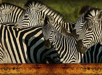 Mapula Lodge: Zebraherde