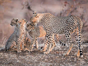 Mashatu Lodge: Gepardenfamilie Mashatu Lodge: Gepardenfamilie