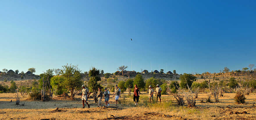 Ngoma Safari Lodge: Buschwanderung Ngoma Safari Lodge: Buschwanderung