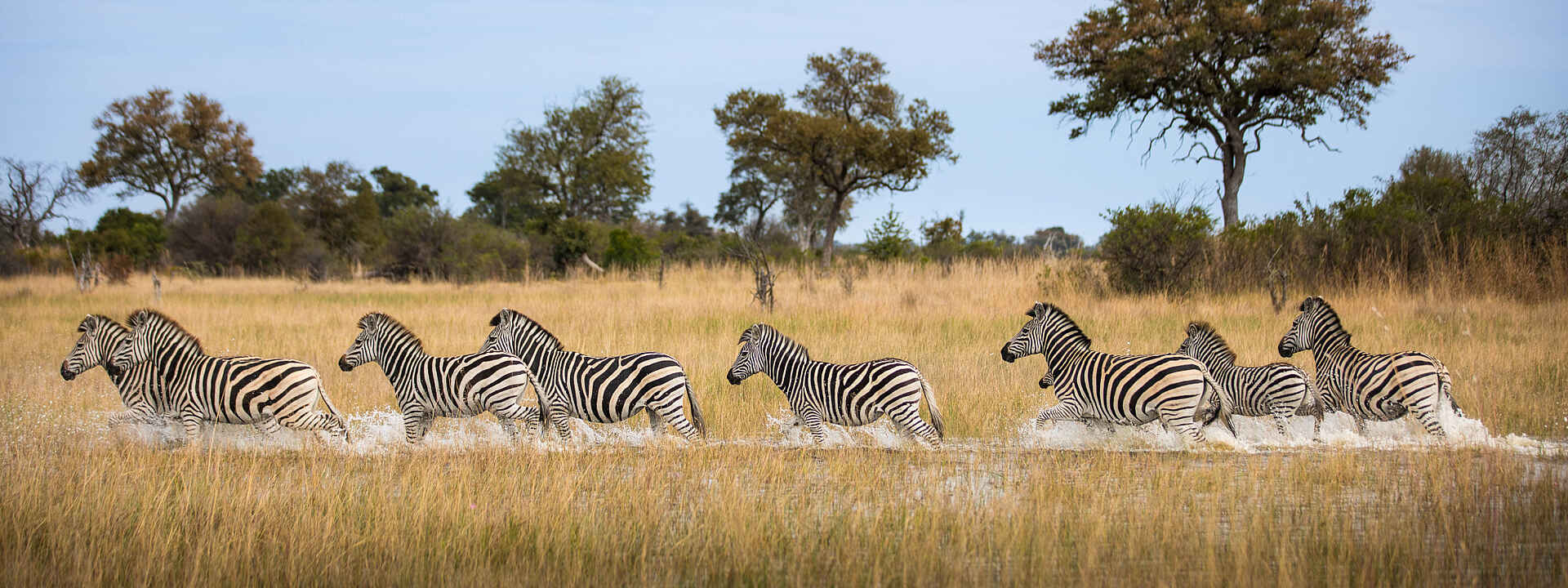 Okavango Explorers Camp: eine Zebraherde