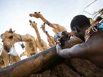 Saruni Rhino: Kamele Saruni Rhino: Kamele