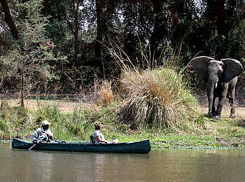 Sausage Tree Camp: Elefantenbegegnung auf Kanutour