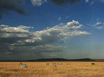 Singita Sabora Tented Camp: Zebras der Serengeti