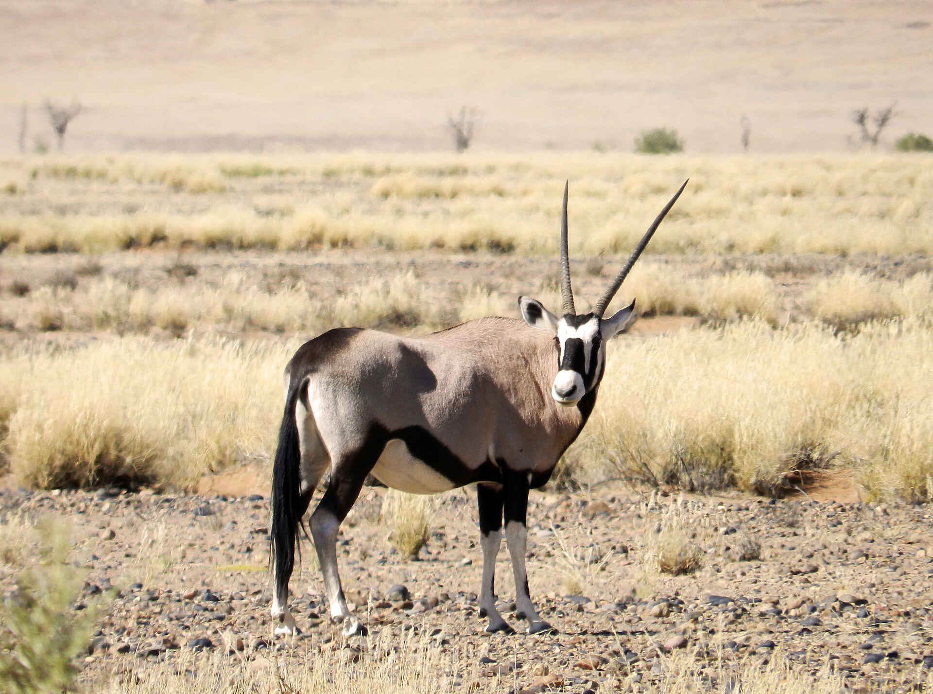 Heißluftballon, Namib, Namib Wüste, Namibia, Namib-Naukluft, Namib-Naukluft-Nationalpark, Natur, Naturwanderungen, Naukluftgebirge, Sanddünen, Sesriem, Sesriem-Canyon, Sesriem-Gate, Sossusvlei, Sossusvlei Lodge, Taleni Africa Tourism Holdings Ltd, Umwelt, Eco Award, Eco Award Namibia, Nachhaltigkeit, Adventure Center, Adventure Centre, Oryx, Wildnis, Wildtiere, afrikarma, afrikarma.de