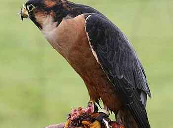 Taita Falcon Lodge: Seltener Taita-Falke Taita Falcon Lodge: Seltener Taita-Falke