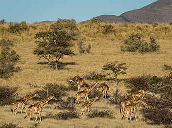 The Motse Tswalu: Giraffen The Motse Tswalu: Giraffen