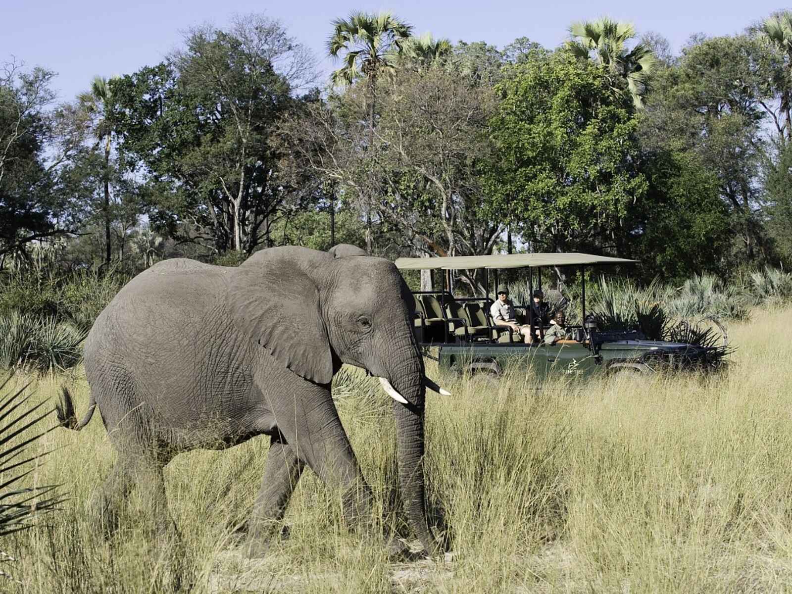 Tubu Tree: Elefant Tubu Tree: Elefant