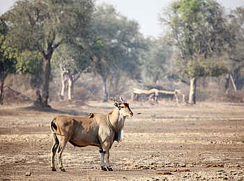 Zambezi Expeditions Camp: Eine Eland Antilope Zambezi Expeditions Camp: Eine Eland Antilope