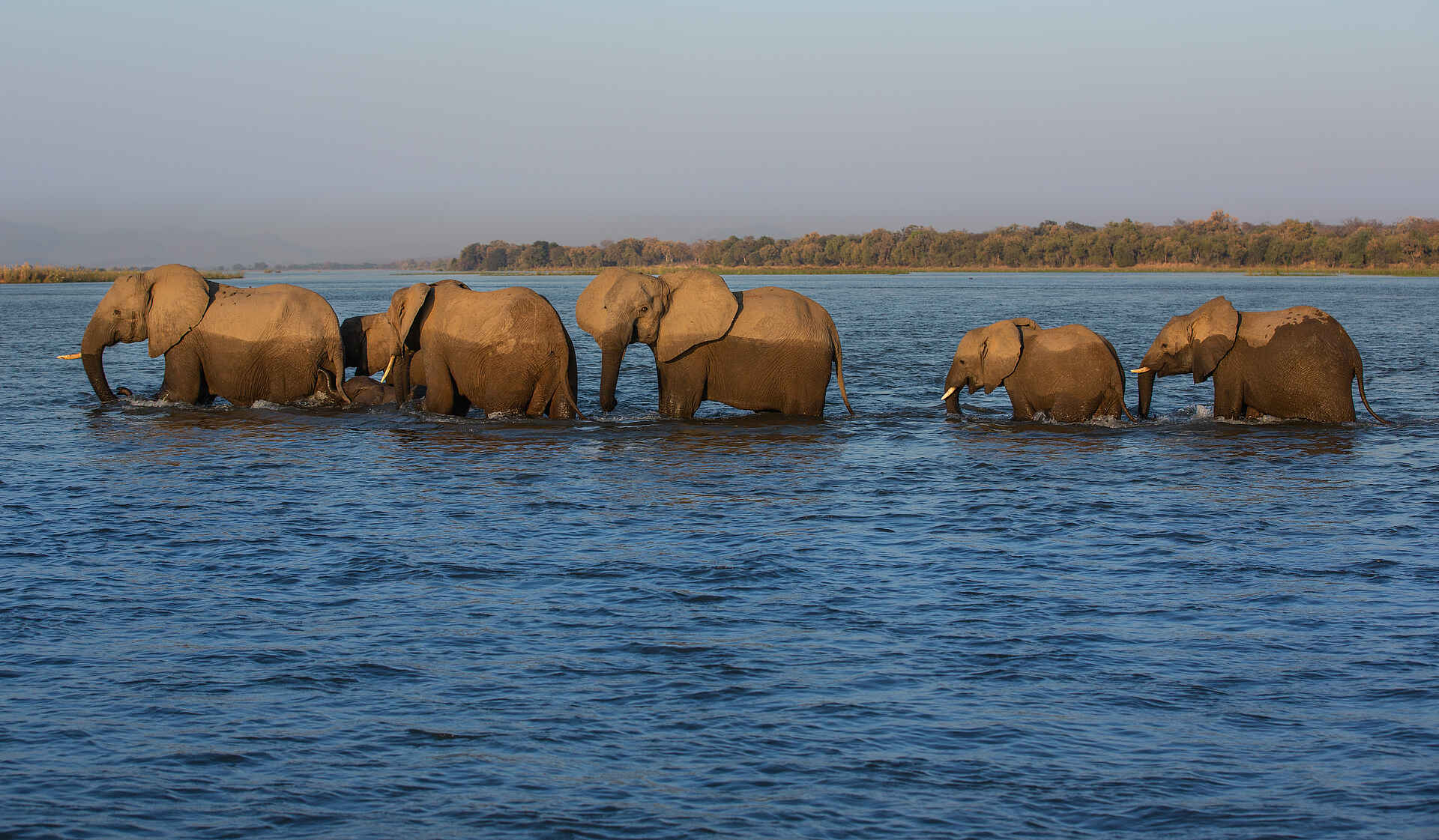 Zanji Suite at Tembo Plains Camp: Eine Elefantenherde