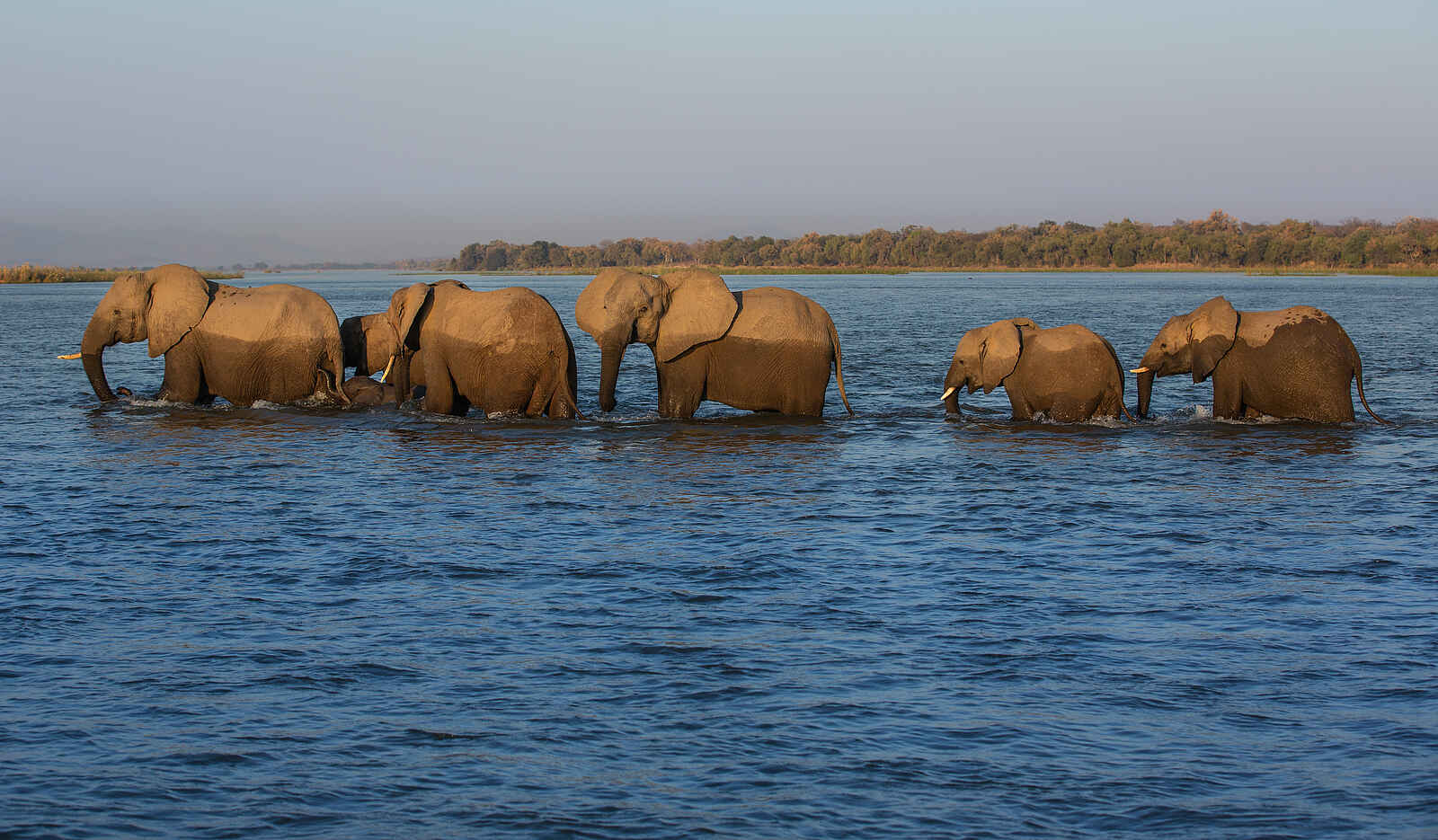 Zanji Suite at Tembo Plains Camp: Eine Elefantenherde Zanji Suite at Tembo Plains Camp: Eine Elefantenherde
