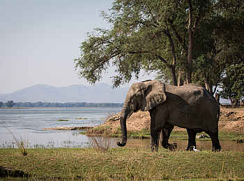 Chikwenya Camp: Elefantenbulle