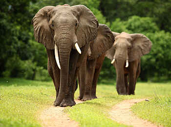 Kavinga Safari Camp: Elefanten auf der Piste Kavinga Safari Camp: Elefanten auf der Piste