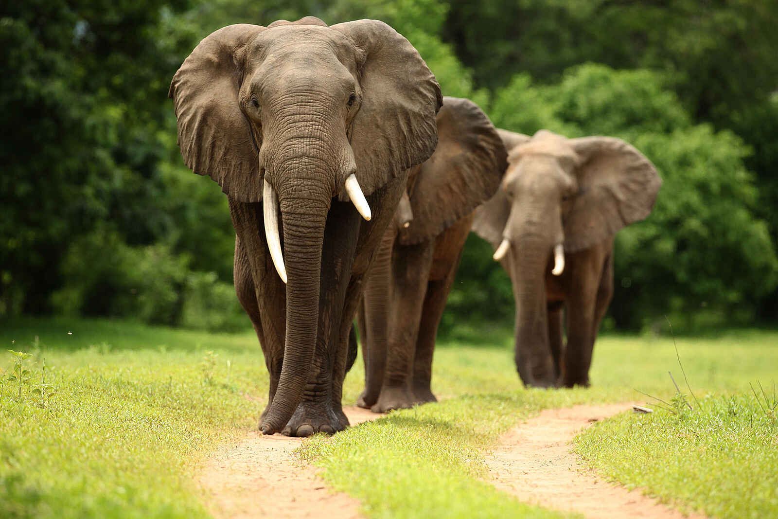 Kavinga Safari Camp: Elefanten auf der Piste Kavinga Safari Camp: Elefanten auf der Piste