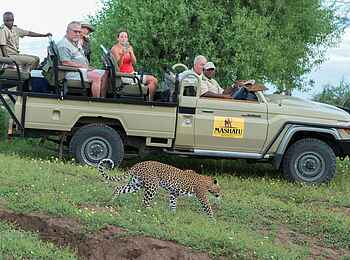 Mashatu Game Reserve: Leopard auf der Pirsch