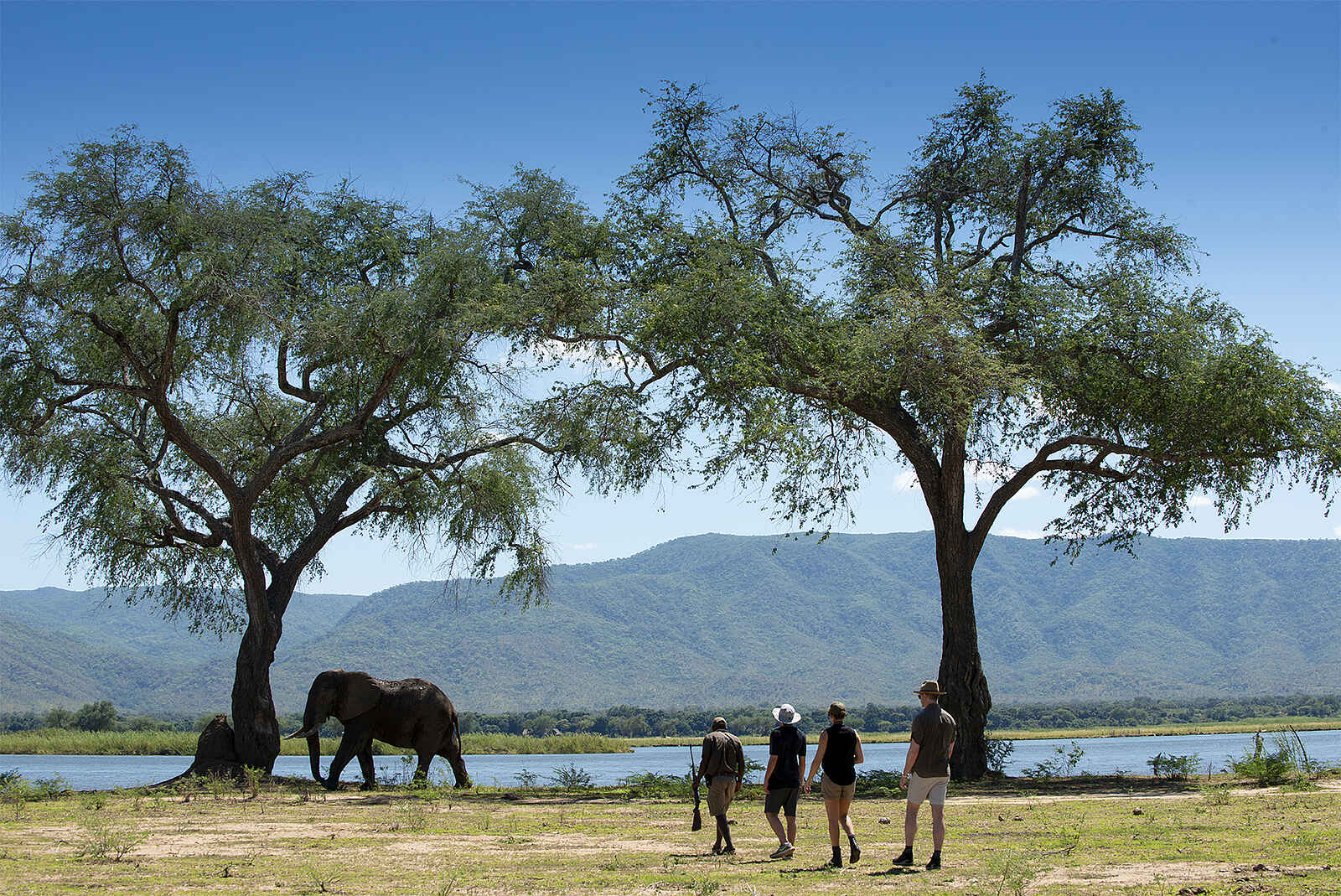 Nyamatusi Camp: Buschwanderung mit Elefant Nyamatusi Camp: Buschwanderung mit Elefant