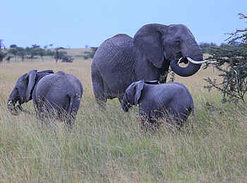 Richards River Camp: Drei Elefanten Richards River Camp: Drei Elefanten