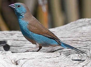 Robins Camp: Blue Waxbill Robins Camp: Blue Waxbill