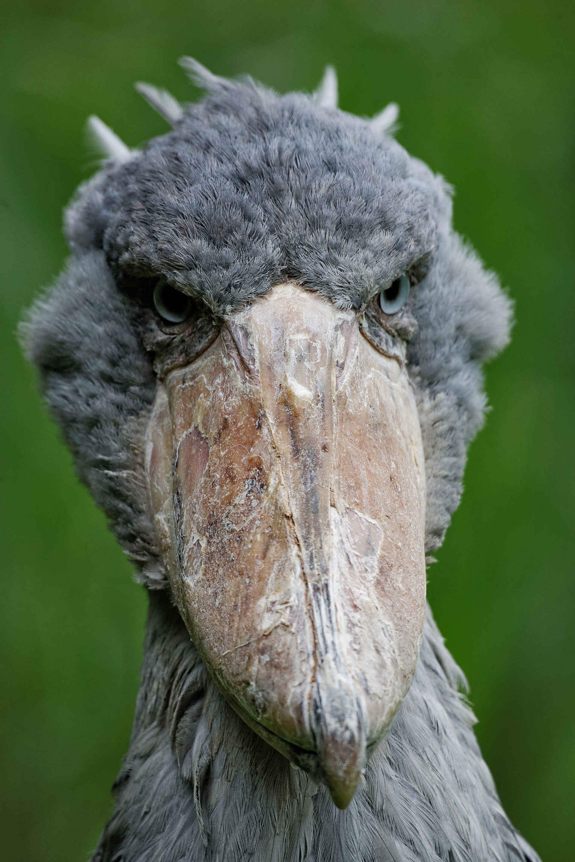 Shoebill Island Camp: Schuhschnabel Schuhschnabel, Shoebill, Africa, afrikarma, Afrikarma.de, Bangweulu Swamps, birds, fishing, Kasanka Trust, Luapula, reeds, Robin Pope, Shoebill Island Camp, sustainable development, tourism, water, wetland, Balaeniceps rex, Dr. Tassilo Seeger