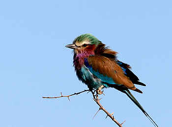 Tuli Safari Lodge Mashatu: Gabelracke