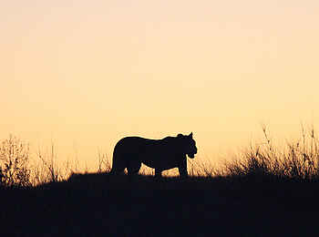 !Xaus Lodge: Löwensilhouette !Xaus Lodge: Löwensilhouette