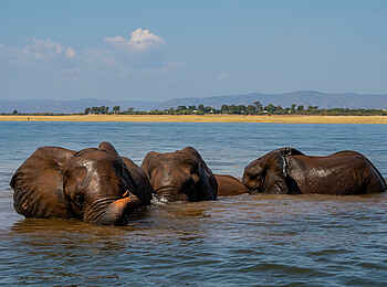 Fothergill Island Luxury Camp: Badende Elefanten