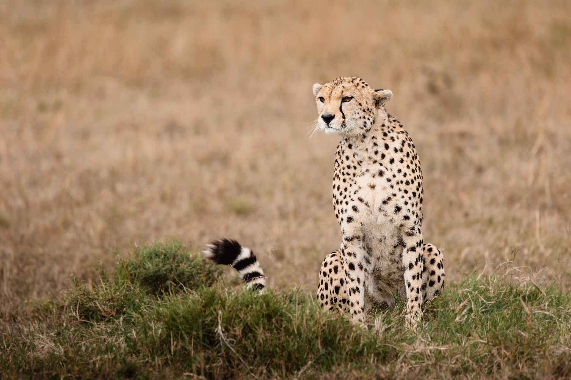 Hemingways River Camp Mara: Gepard