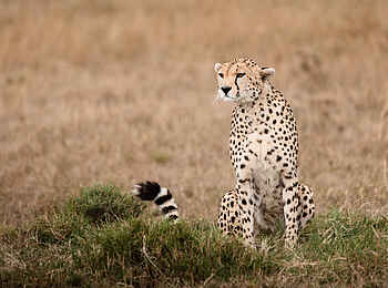 Hemingways River Camp Mara: Gepard