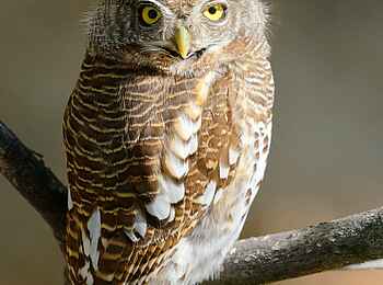 Elephant Pan Camp: Eule Elephant Pan Camp: Eule