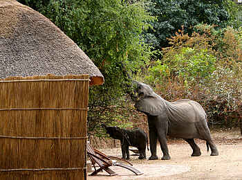 Kaingo Camp: Elefanten im Camp