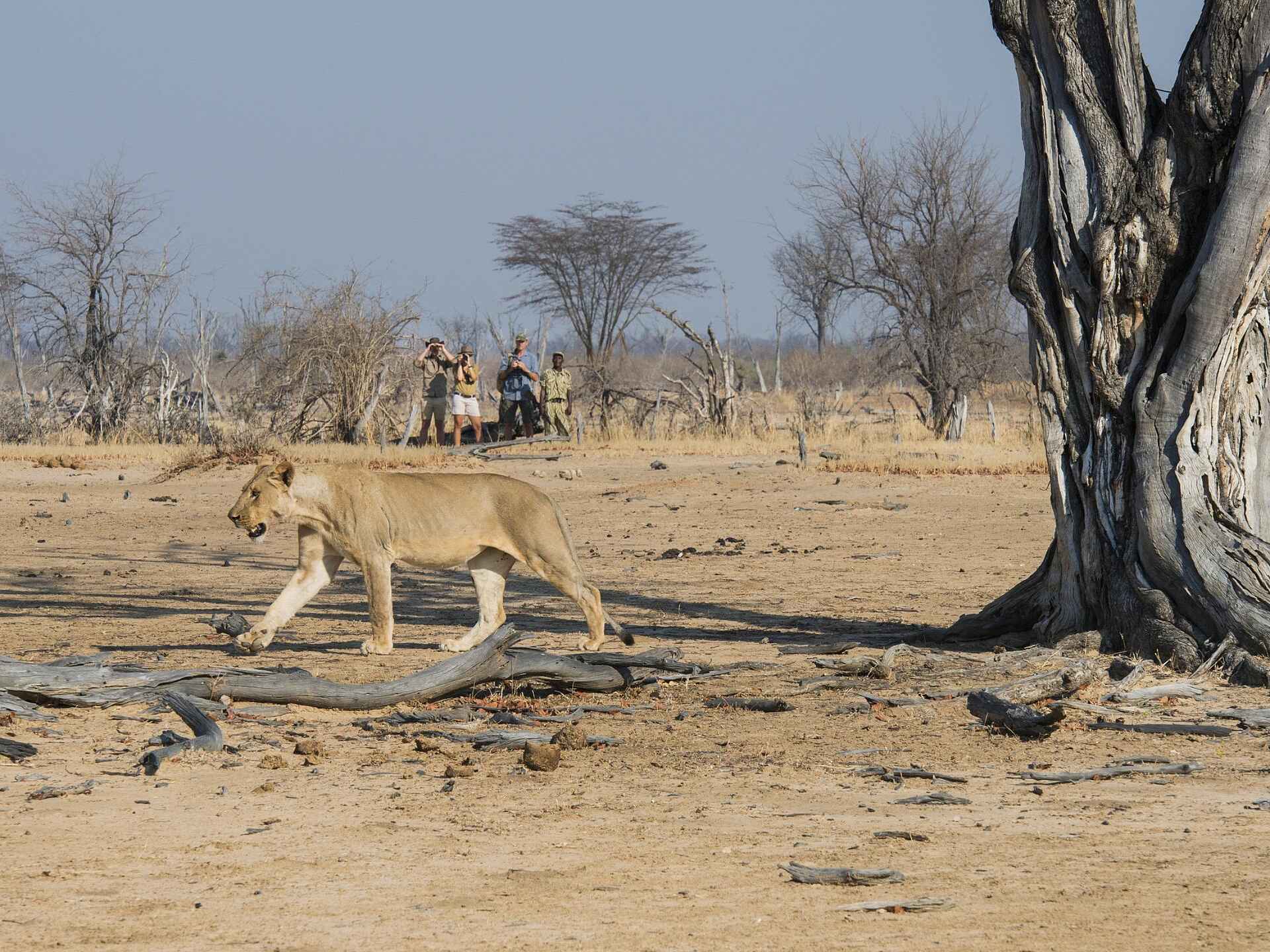 Kaingo Camp: Begegnung mit einer Löwin bei einer Walking Safari