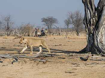 Kaingo Camp: Begegnung mit einer Löwin bei einer Walking Safari