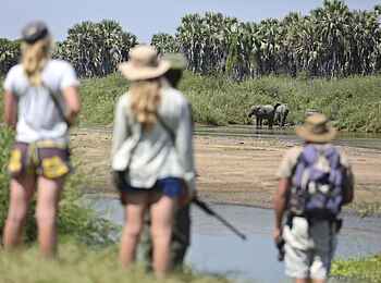 Kichaka Expeditions: Beobachtung der Elefanten